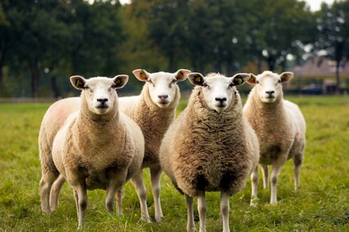 أغلى خروف في العالم عمره 6 أشهر يباع بمبلغ ضخم في اسكتلندا